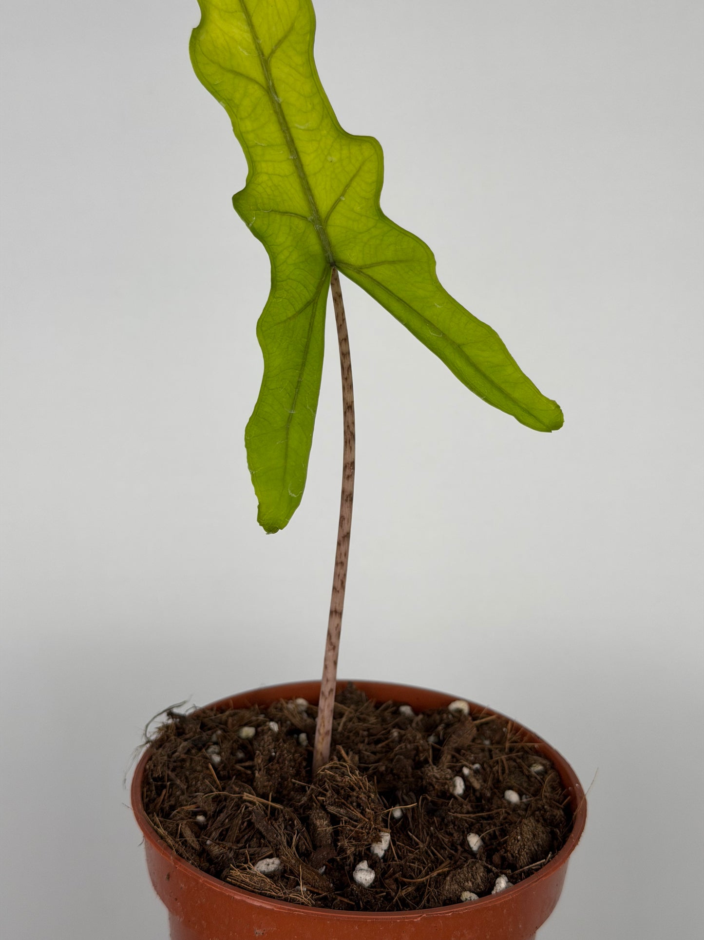 Alocasia Sabrina Narrow | Carlie