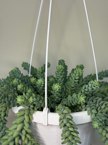 Sedum “Burrito”