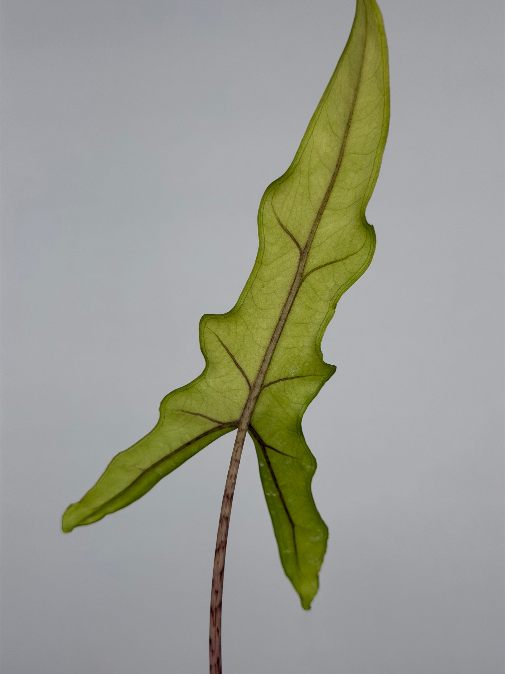 Alocasia Sabrina Narrow | Carlie