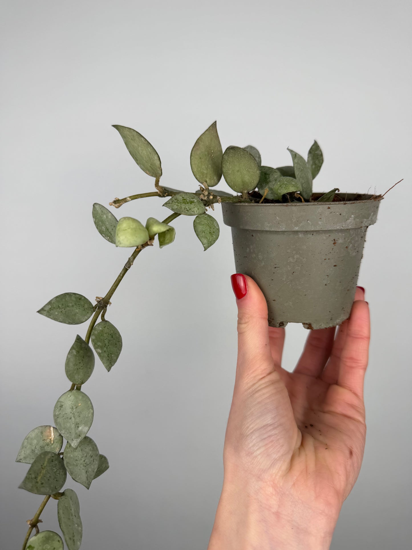 Hoya Krohniana 'Eskimo' | Soma