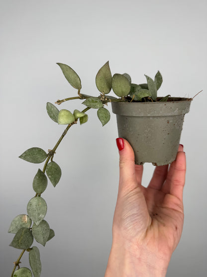 Hoya Krohniana 'Eskimo' | Soma