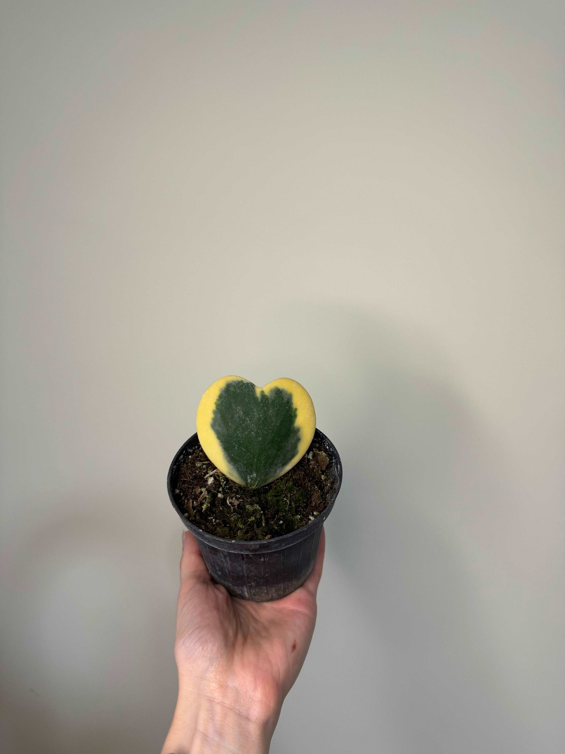 Hoya Kerrii Variegata