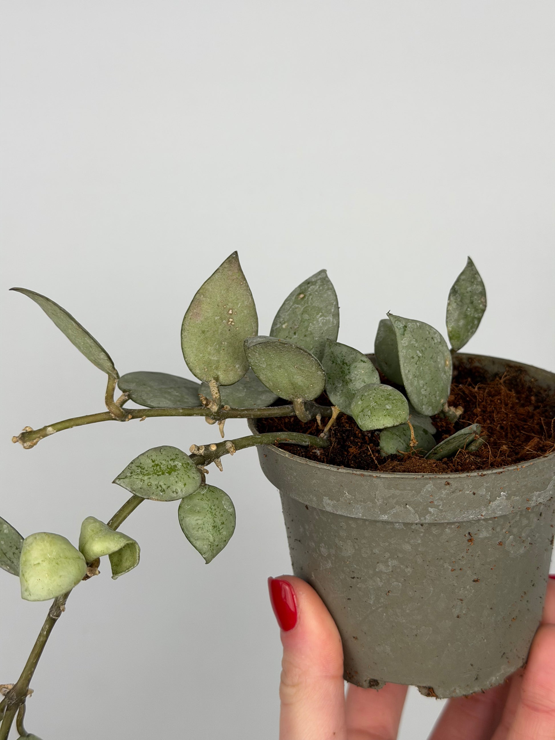 Hoya Krohniana 'Eskimo' | Soma