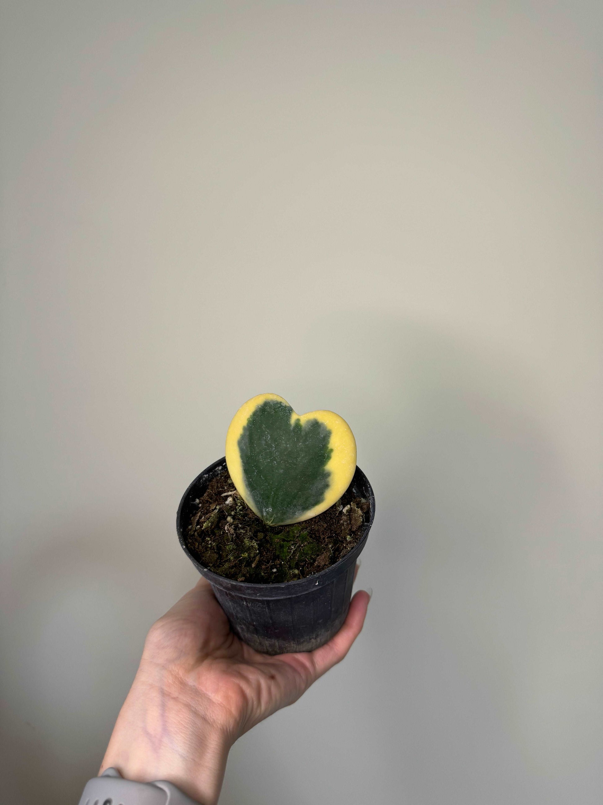 Hoya Kerrii Variegata