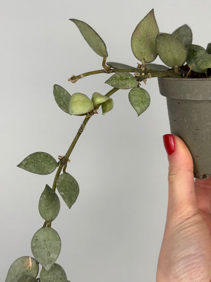 Hoya Krohniana 'Eskimo' | Soma
