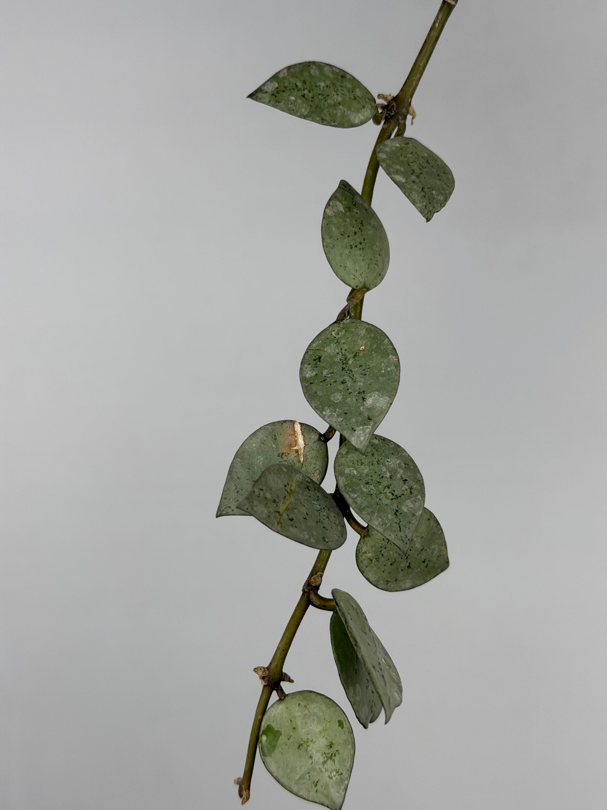 Hoya Krohniana 'Eskimo' | Soma