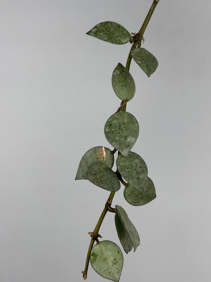 Hoya Krohniana 'Eskimo' | Soma