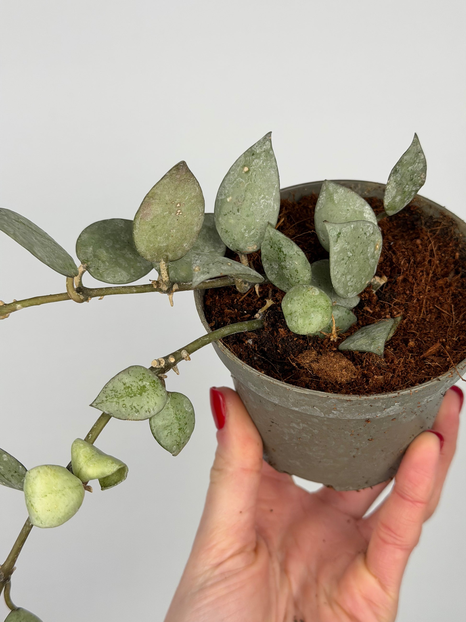 Hoya Krohniana 'Eskimo' | Soma