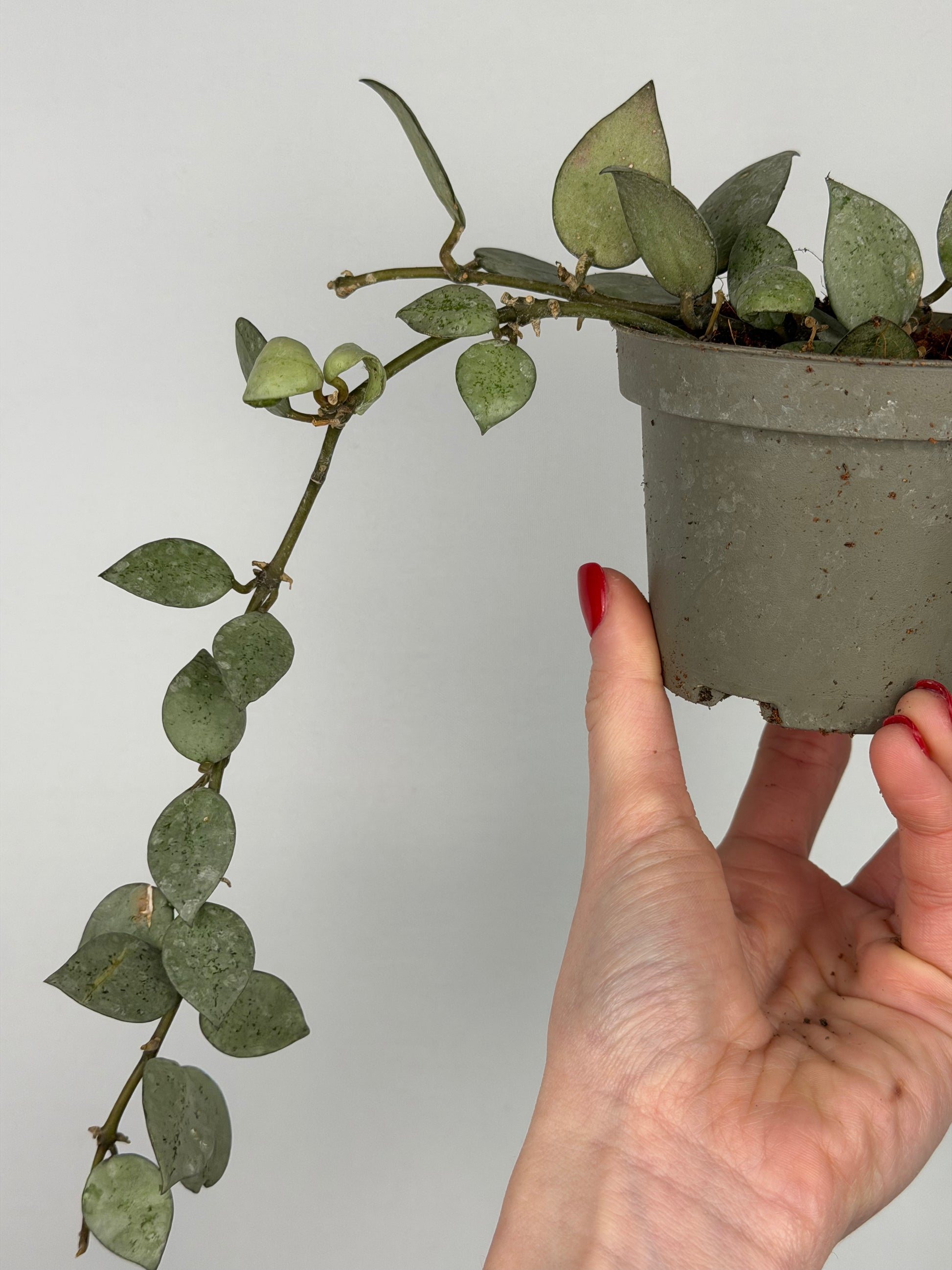 Hoya Krohniana 'Eskimo' | Soma