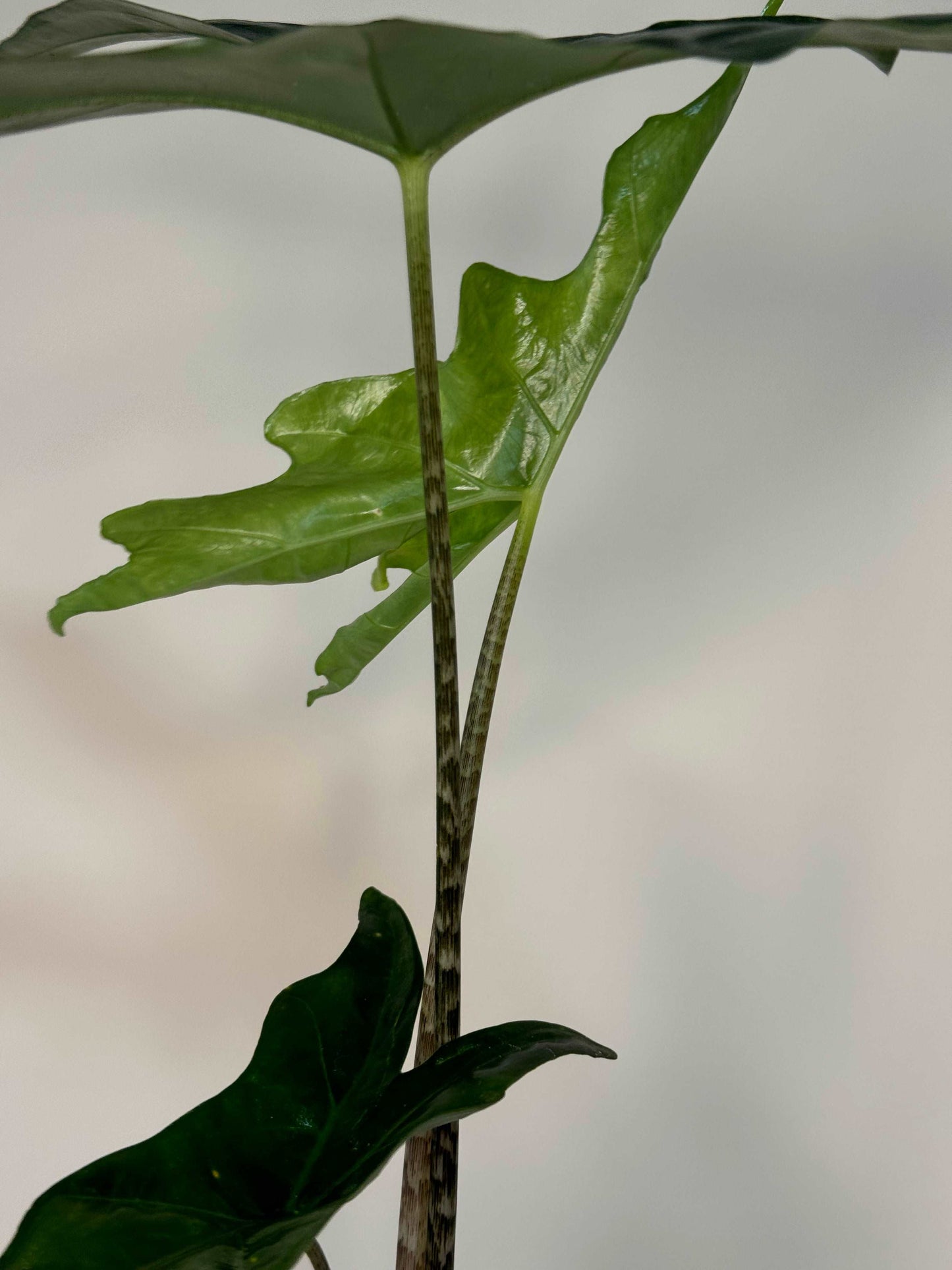 Alocasia Nycteris Batwing