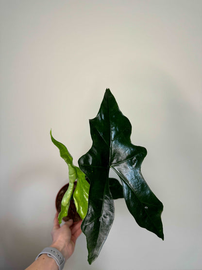 Alocasia Nycteris Batwing