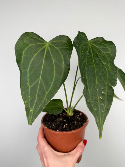 Anthurium Delta Force | Maverik