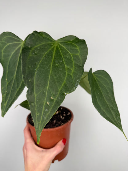 Anthurium Delta Force | Maverik