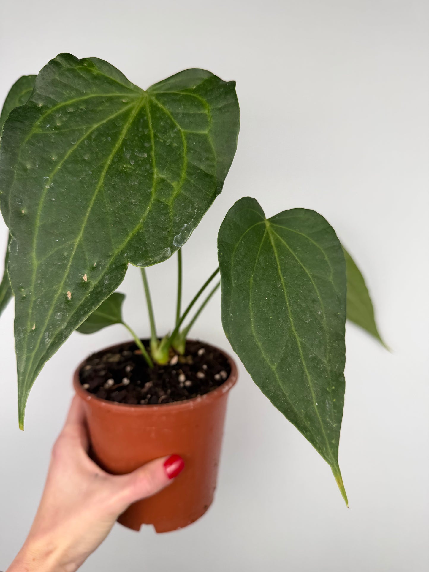 Anthurium Delta Force | Maverik