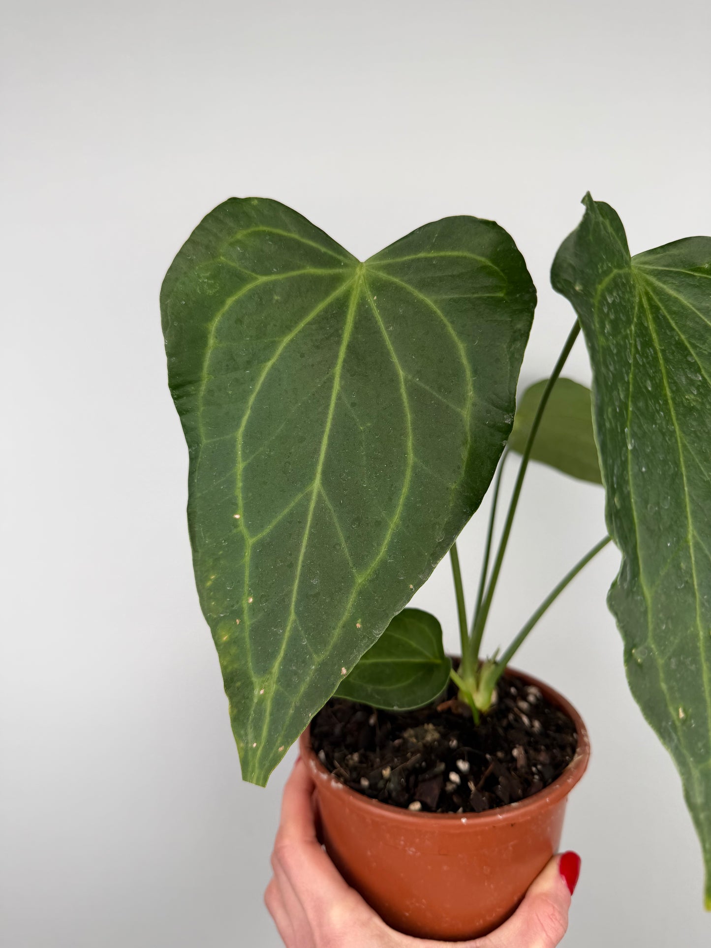 Anthurium Delta Force | Maverik