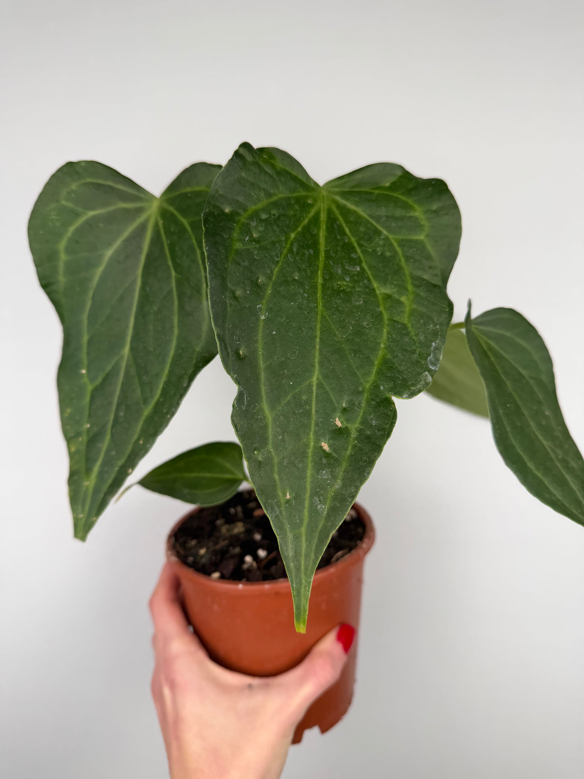 Anthurium Delta Force | Maverik