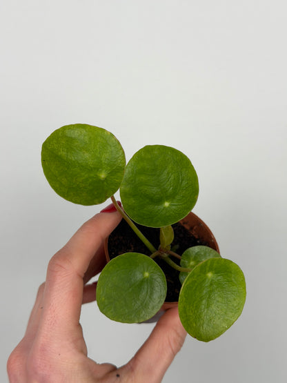 Pilea Peperomioides 'Mojito' | Sofie