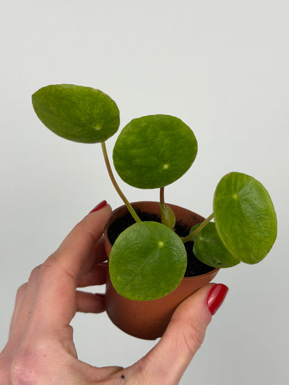 Pilea Peperomioides 'Mojito' | Sofie