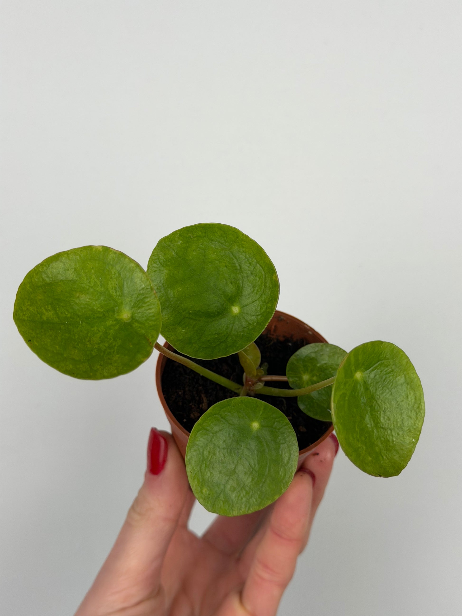 Pilea Peperomioides 'Mojito' | Sofie