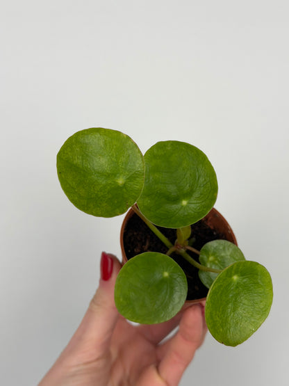 Pilea Peperomioides 'Mojito' | Sofie