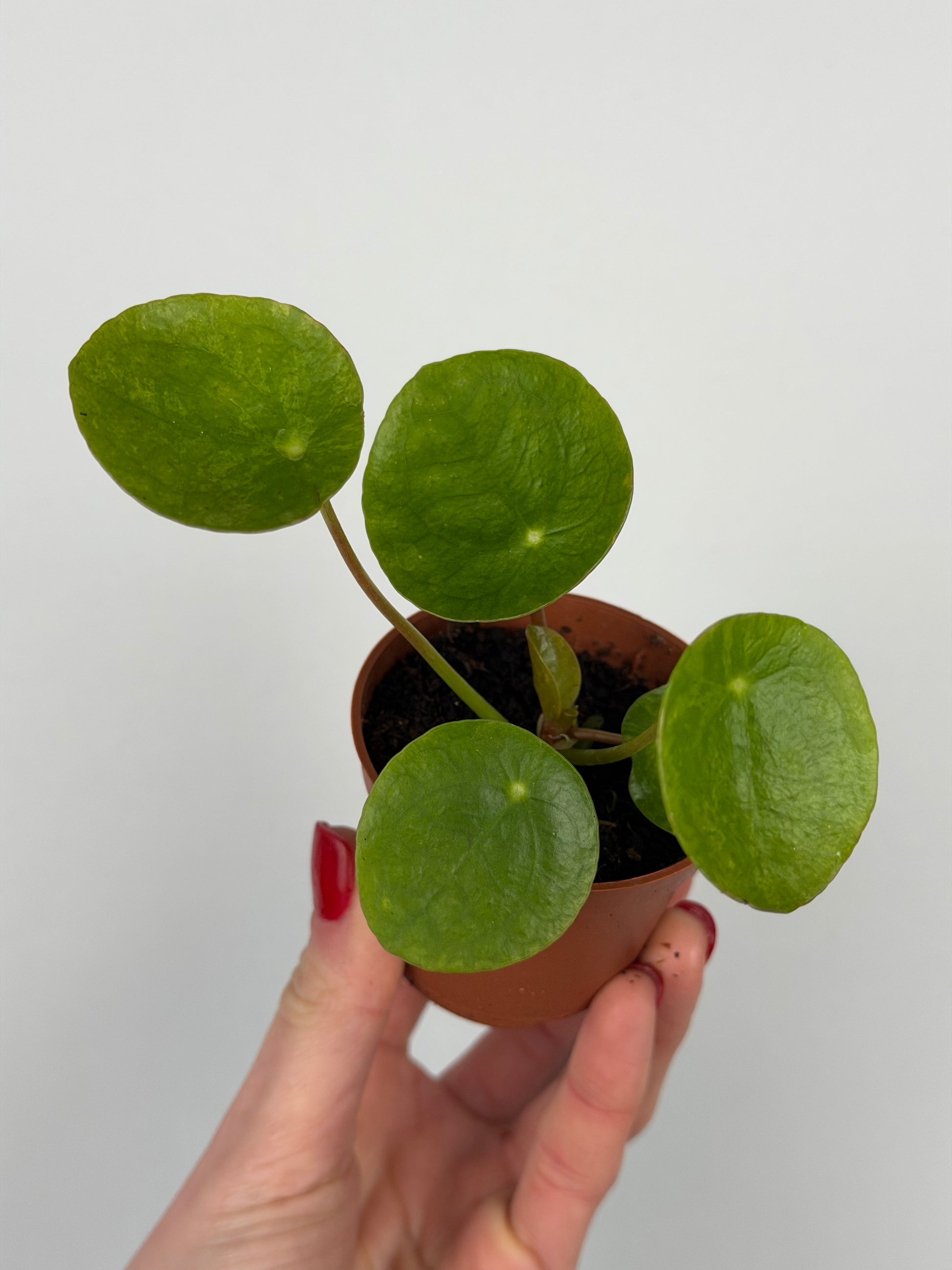 Pilea Peperomioides 'Mojito' | Sofie