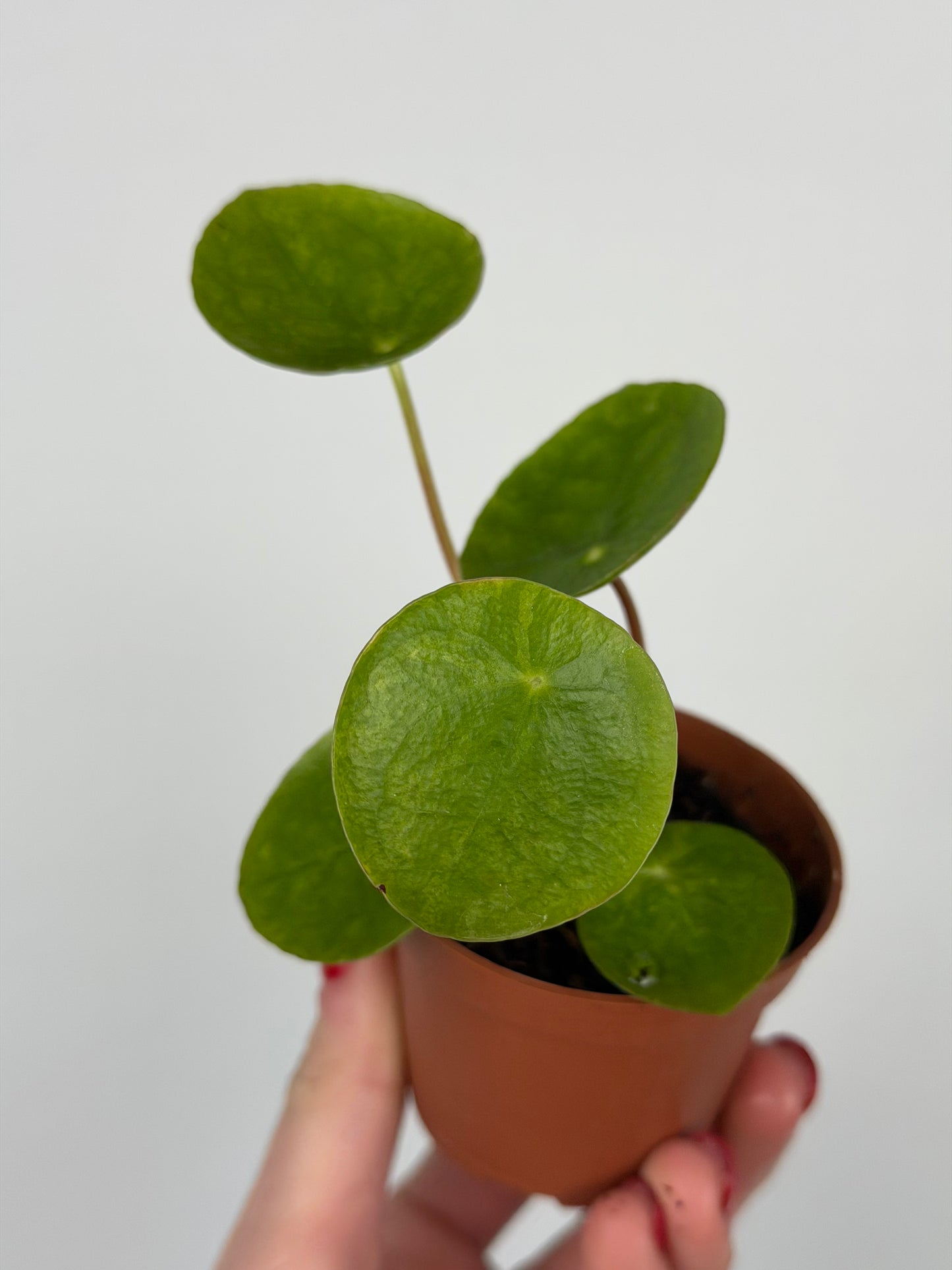 Pilea Peperomioides 'Mojito' | Sofie