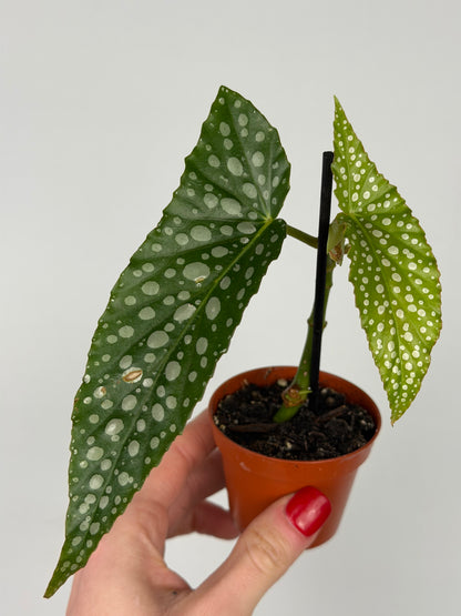 Begonia maculata 'Double dot' | Alba