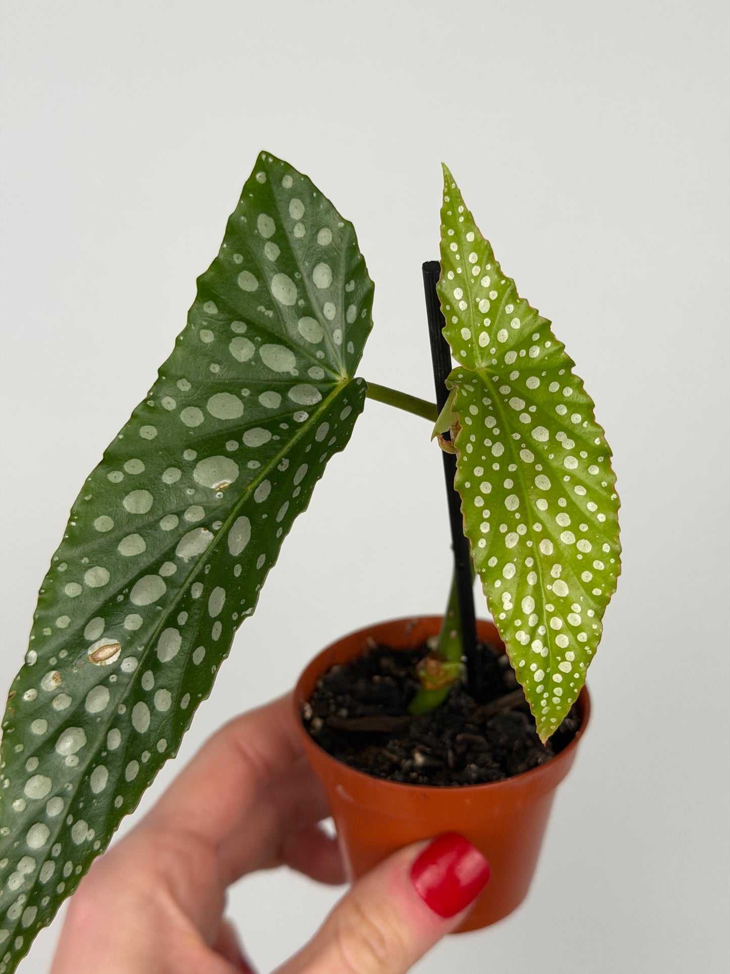 Begonia maculata 'Double dot' | Alba