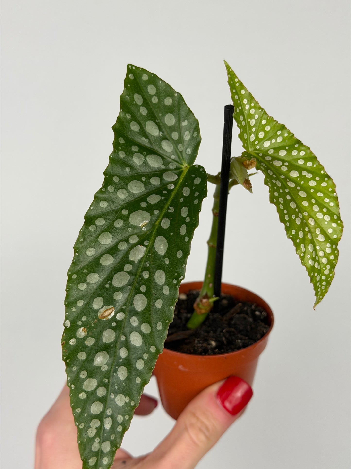 Begonia maculata 'Double dot' | Alba