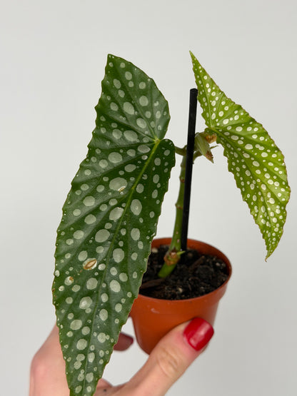 Begonia maculata 'Double dot' | Alba