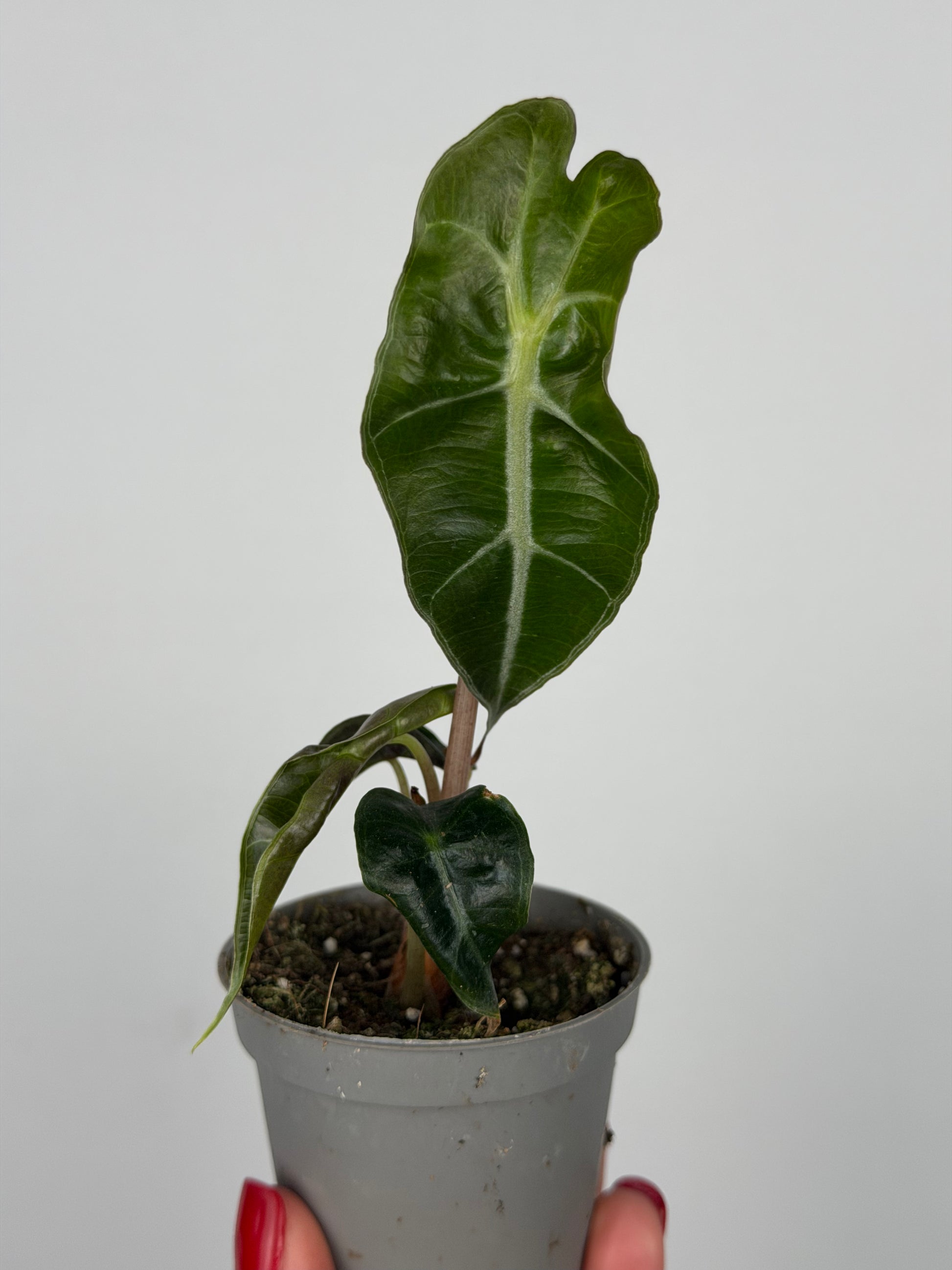 Alocasia Amazonica 'Polly' | Ottavia