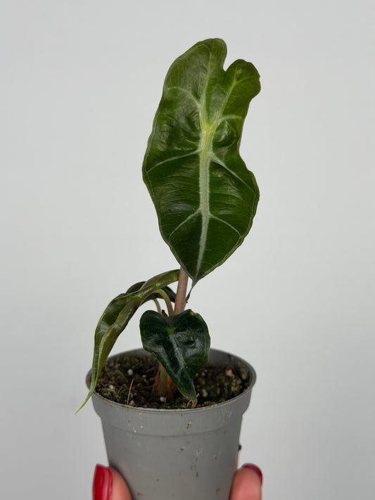 Alocasia Amazonica 'Polly' | Ottavia