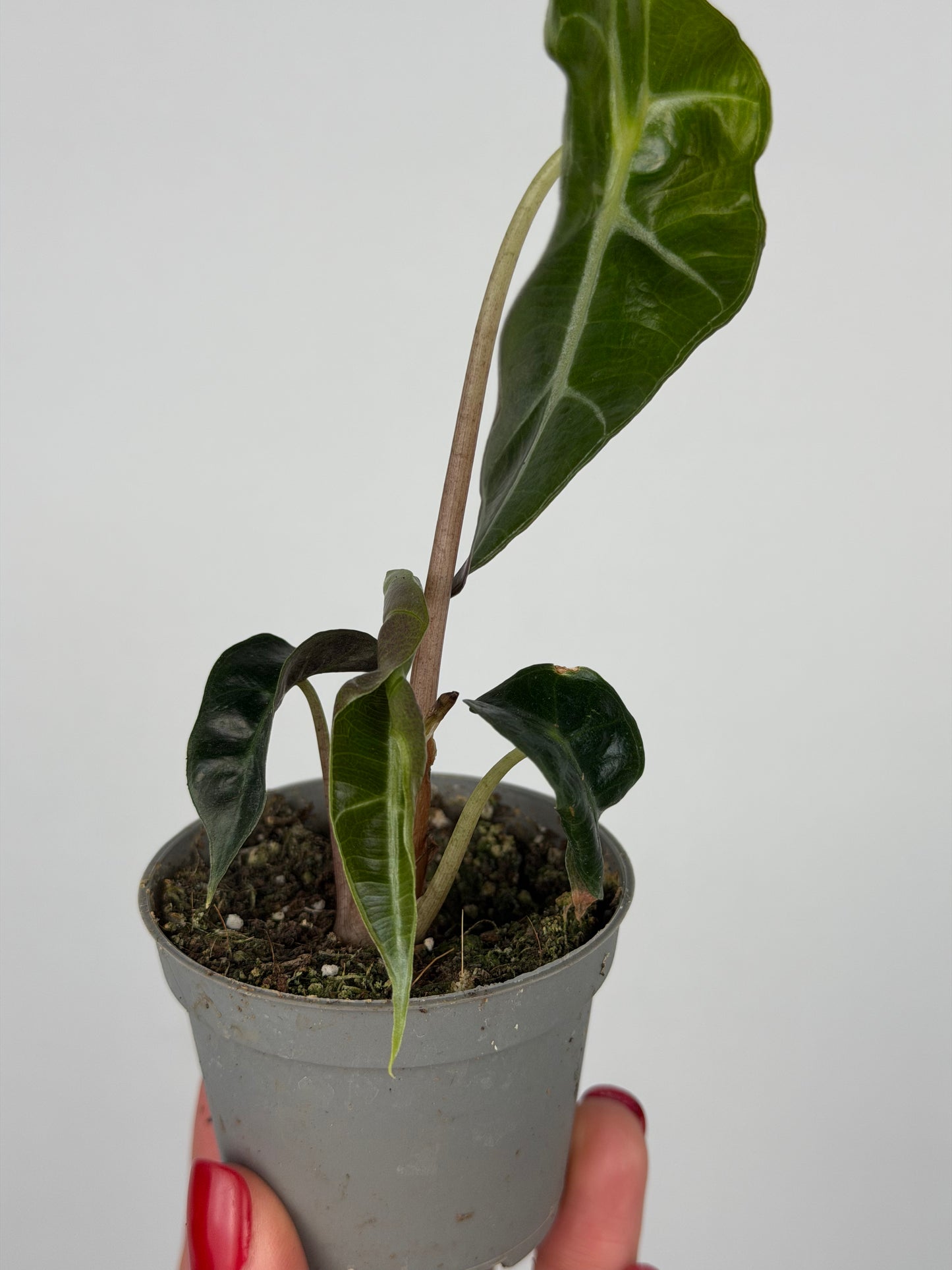 Alocasia Amazonica 'Polly' | Ottavia