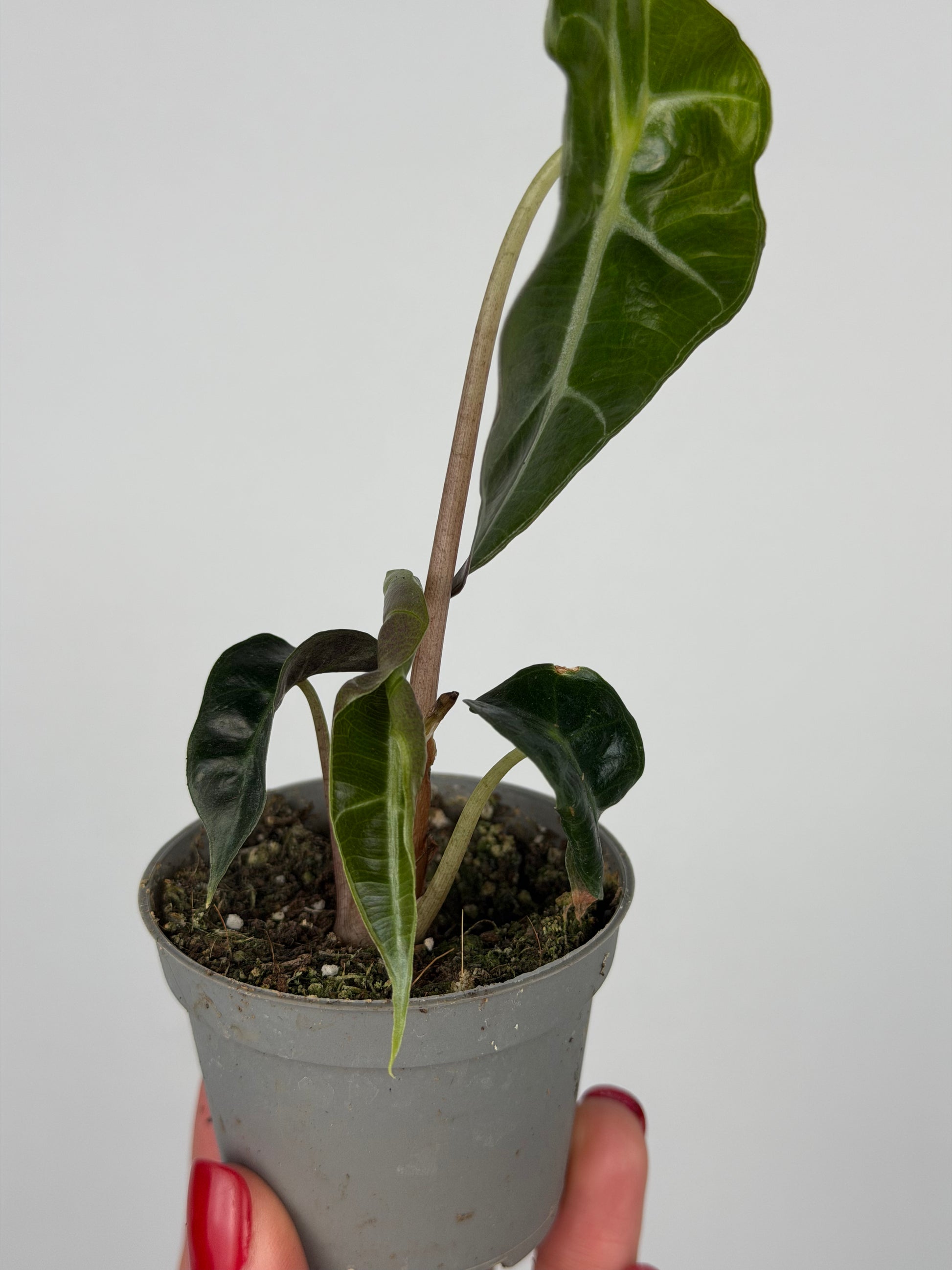 Alocasia Amazonica 'Polly' | Ottavia
