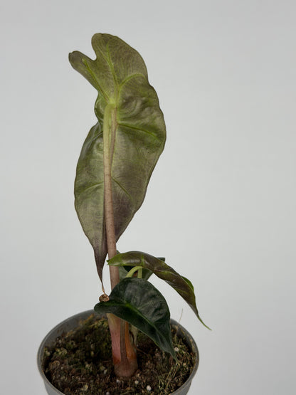 Alocasia Amazonica 'Polly' | Ottavia
