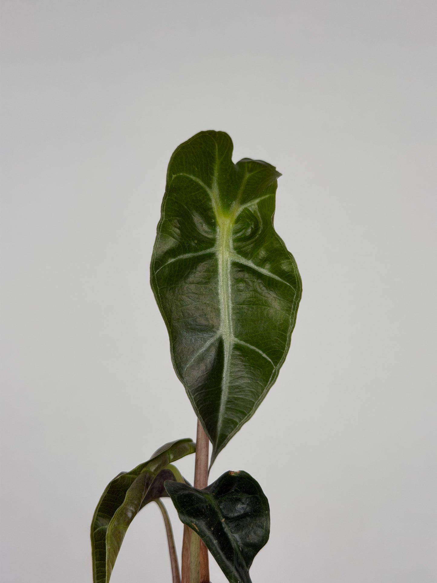 Alocasia Amazonica 'Polly' | Ottavia