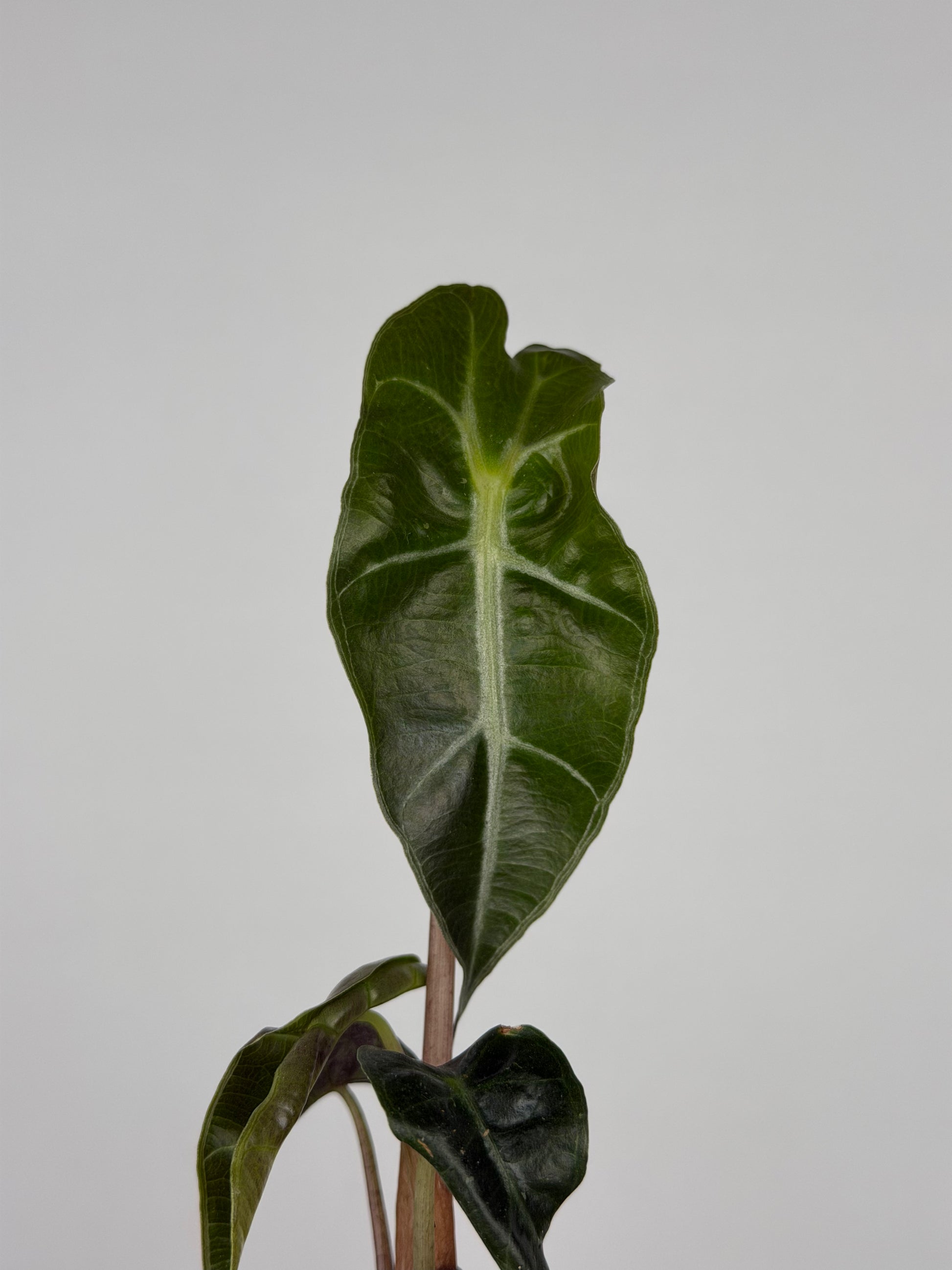 Alocasia Amazonica 'Polly' | Ottavia