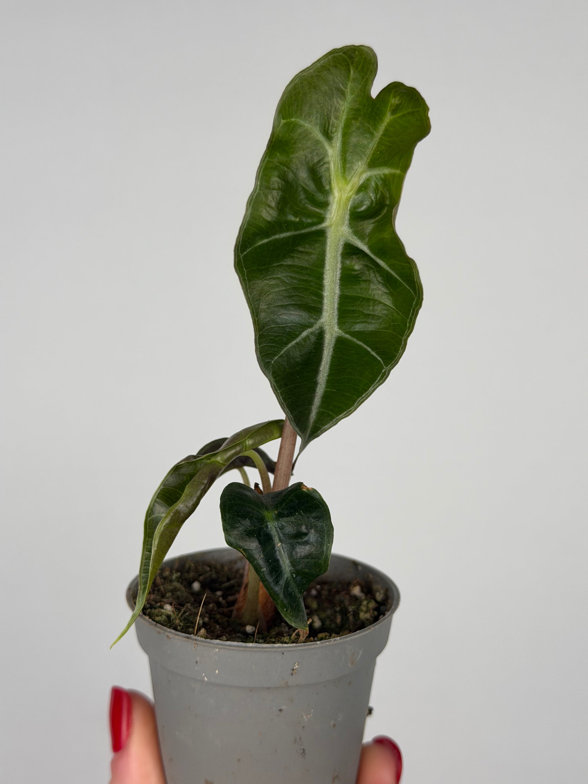 Alocasia Amazonica 'Polly' | Ottavia