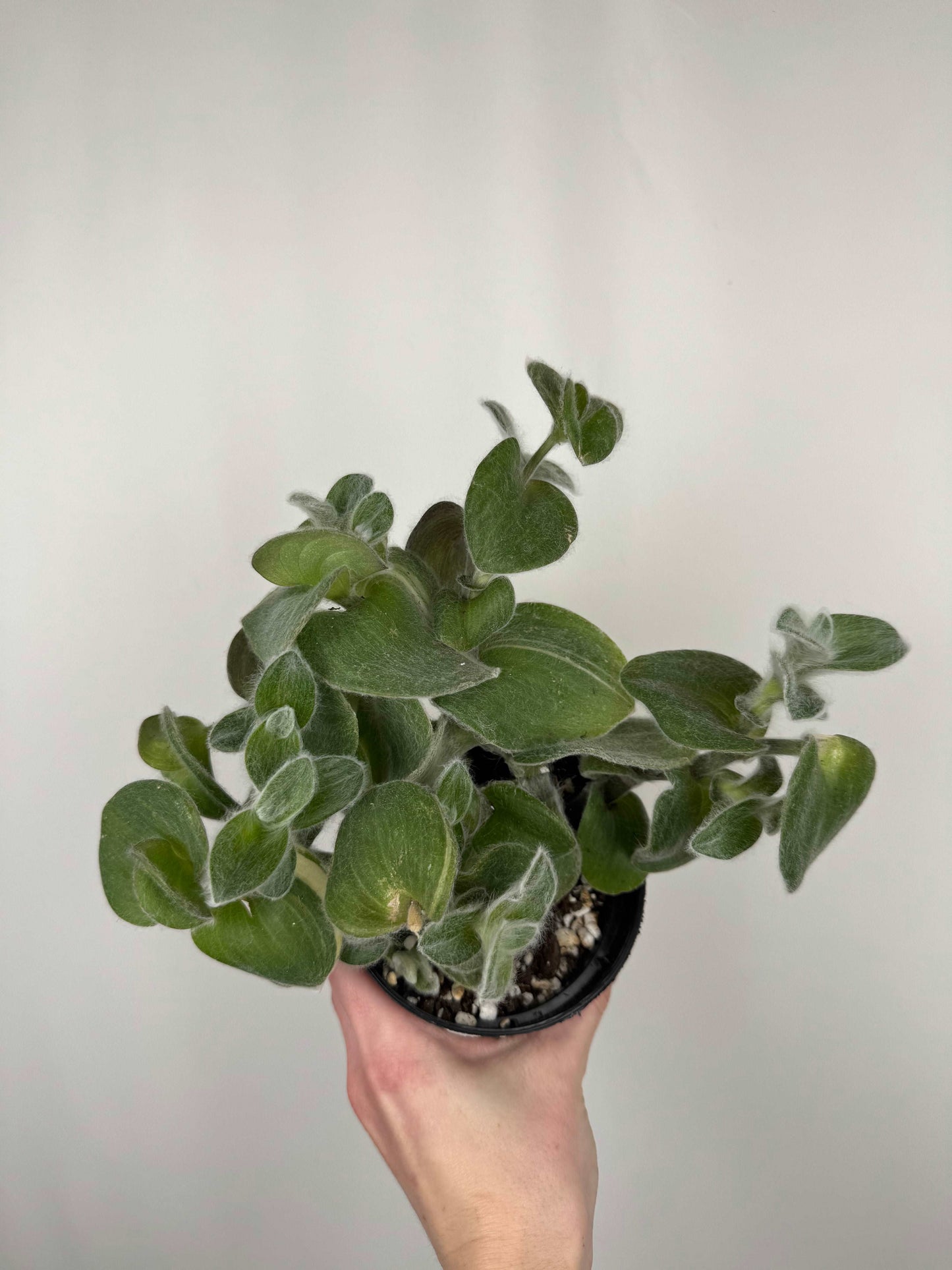 Tradescantia Sillamontana variegata | Serena