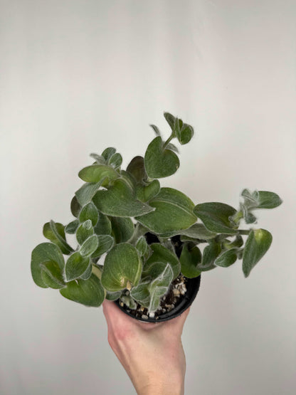 Tradescantia Sillamontana variegata | Serena