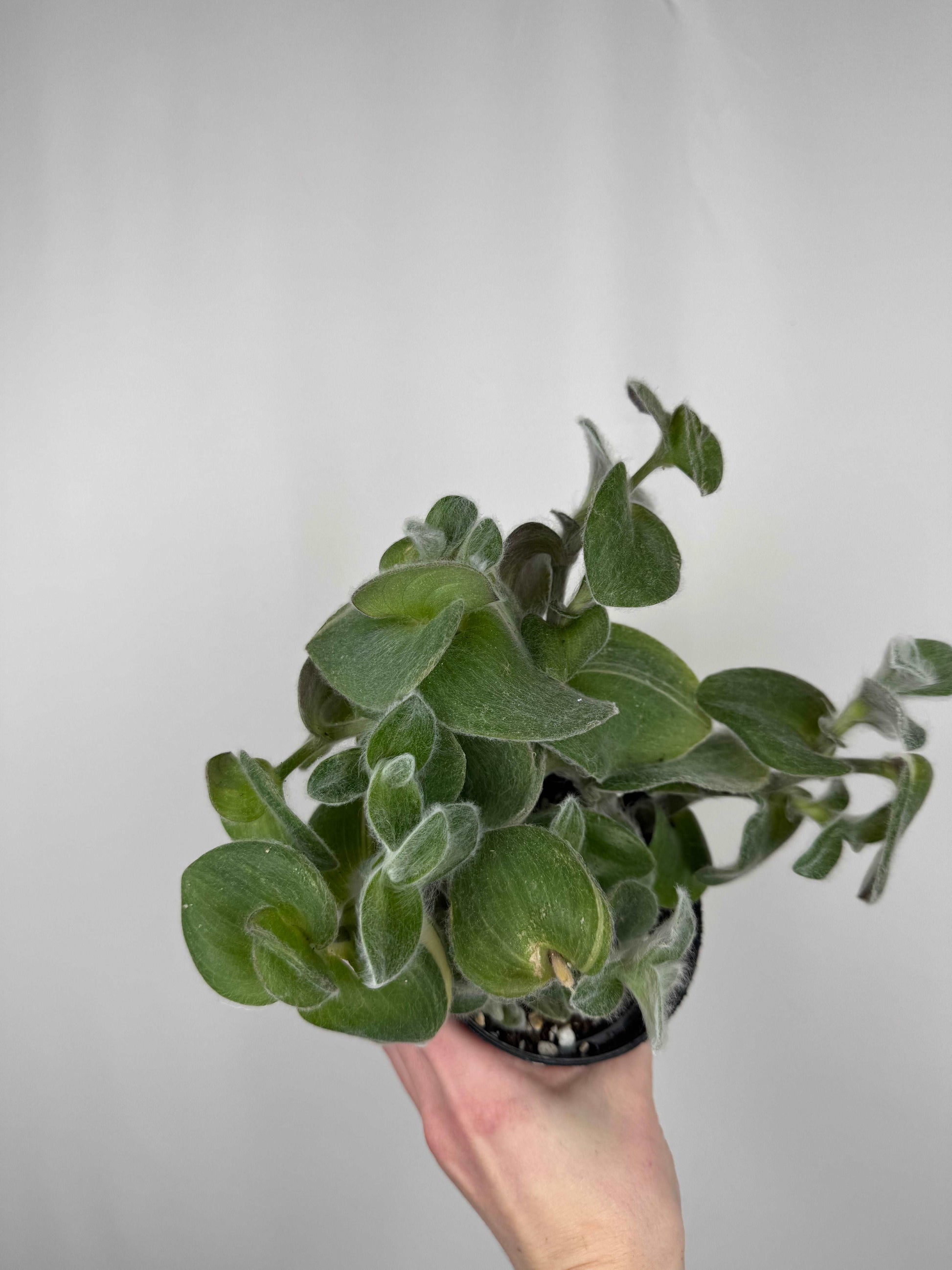 Tradescantia Sillamontana variegata | Serena