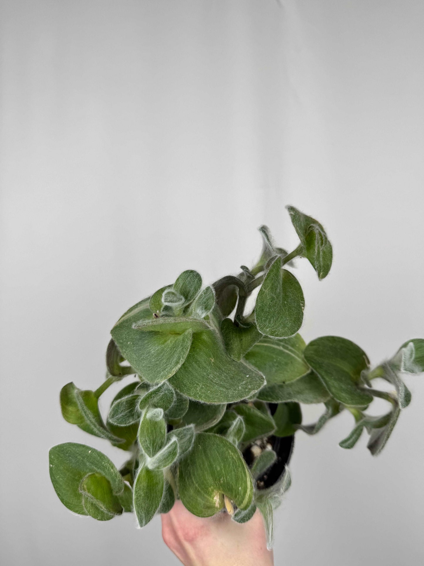 Tradescantia Sillamontana variegata | Serena