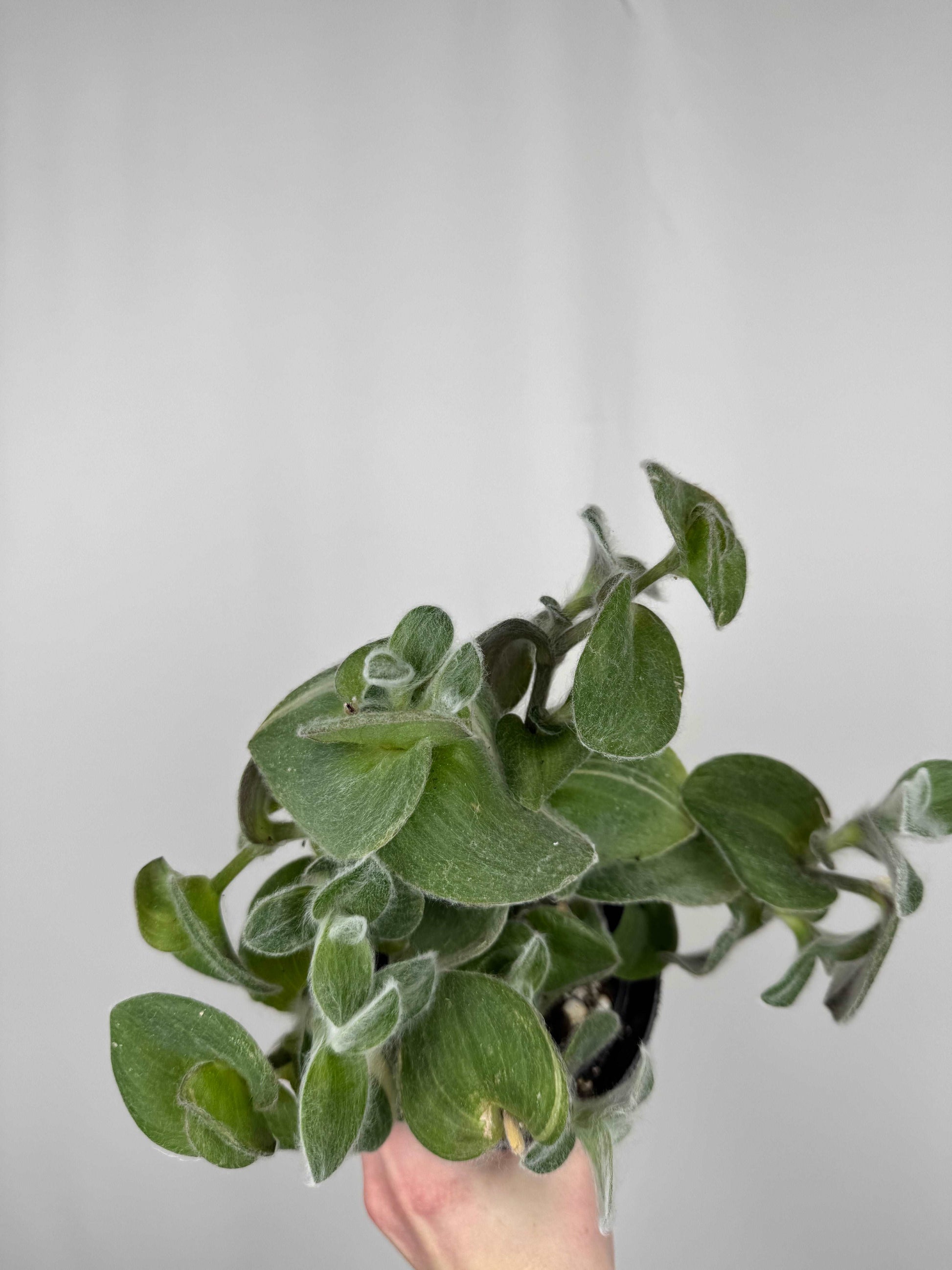 Tradescantia Sillamontana variegata | Serena