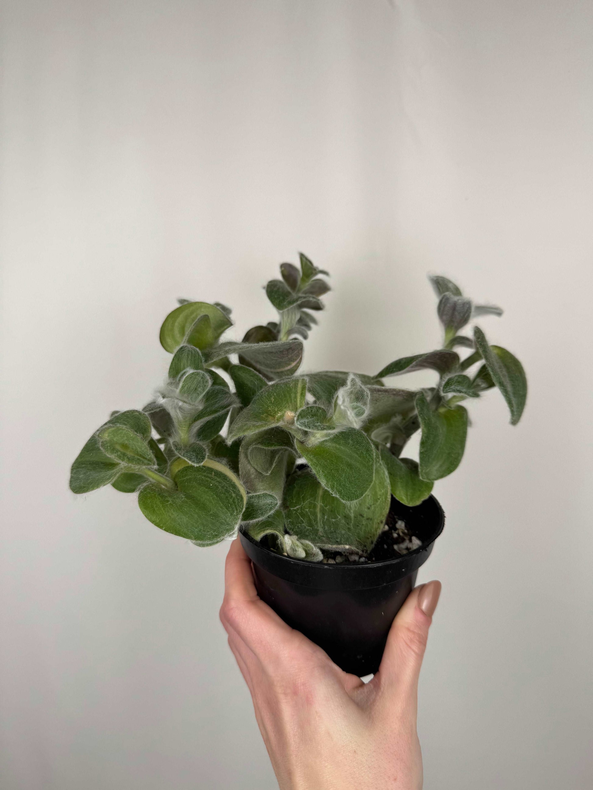 Tradescantia Sillamontana variegata | Serena