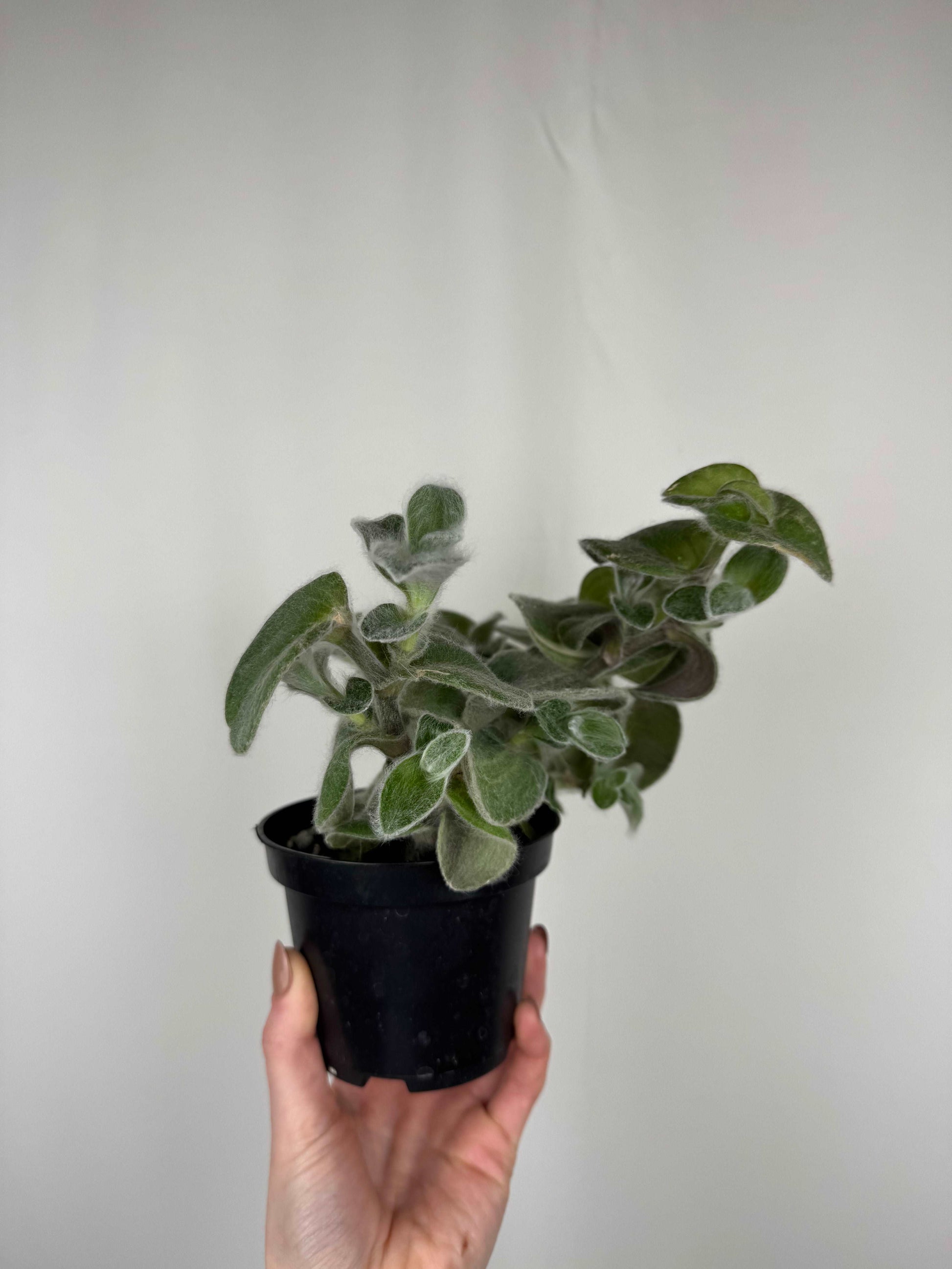 Tradescantia Sillamontana variegata | Serena