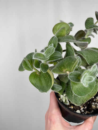 Tradescantia Sillamontana variegata | Serena