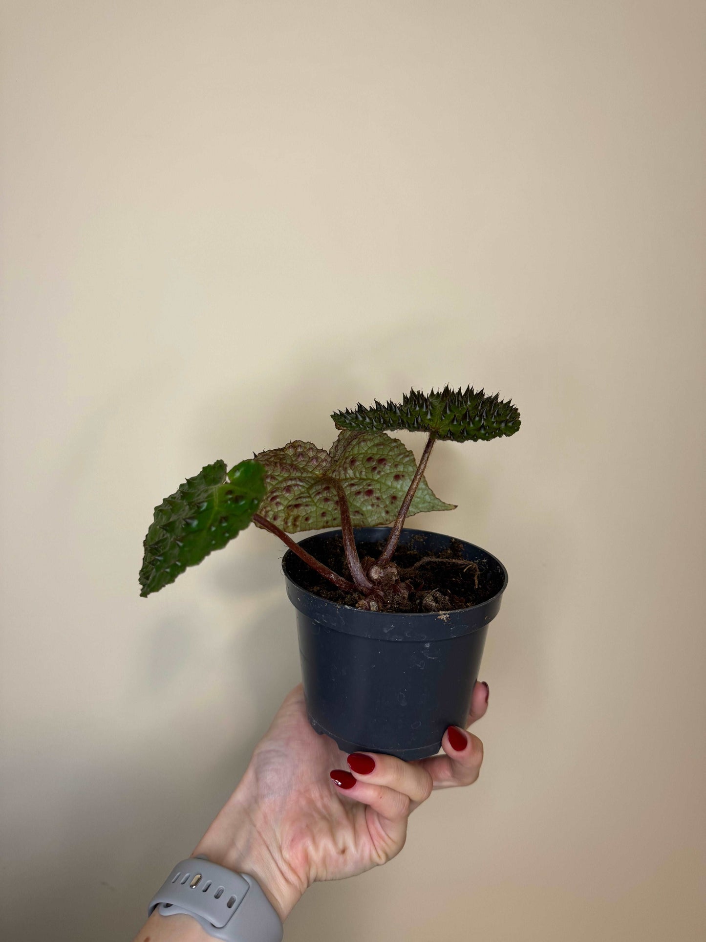 Begonia Ferox | Olivia