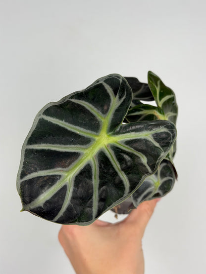 Alocasia 'Baloon Heart'