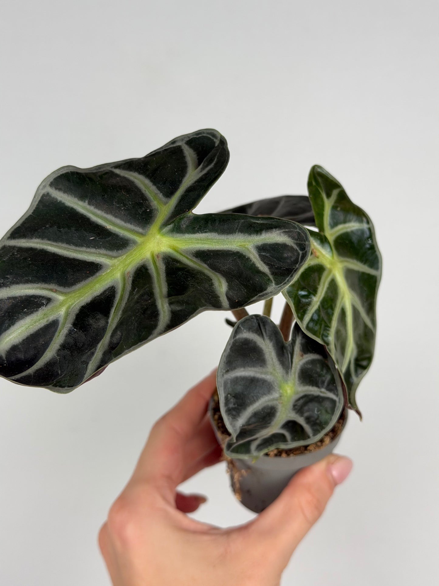 Alocasia 'Baloon Heart'