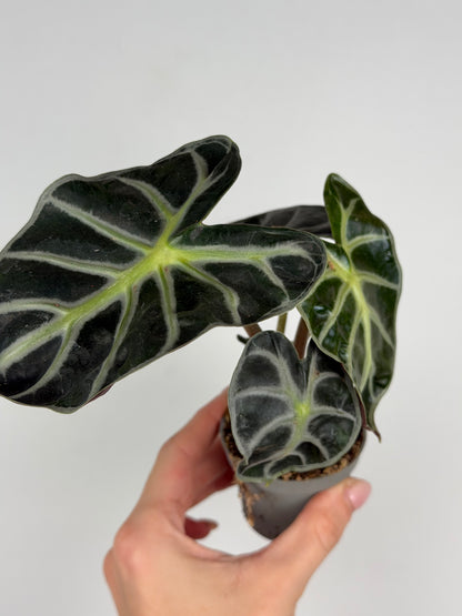 Alocasia 'Baloon Heart'